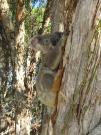 Koala i Noosa